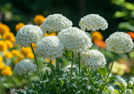 Выстоит в любую непогоду и переживет штормовой ветер: многолетник с множеством преимуществ