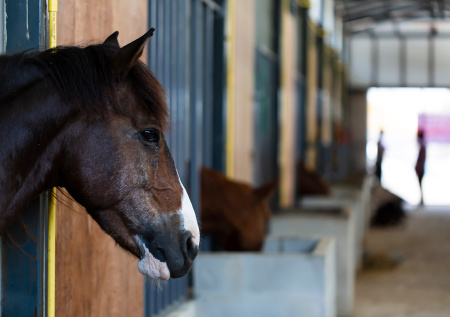 Дорогого коня похитили из стойла под Хабаровском