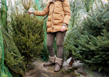 В Новосибирске изъяли более 250 незаконных елок