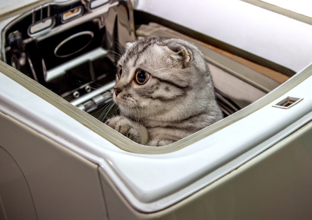 Кот чудом выжил после полноценной машинной стирки в канун Рождества