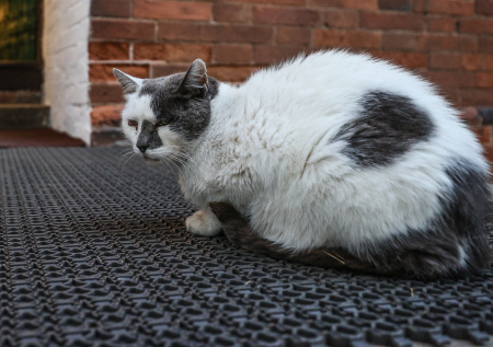 Кошка вернулась домой перед Рождеством спустя пять лет после пропажи