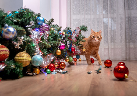 «Это летальный исход»: ветеринар указала на угрозу для питомцев в Новый год