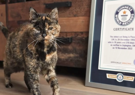 Самая старая кошка в мире отметила юбилей