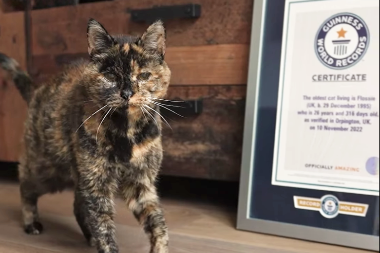 Кошка Флосси