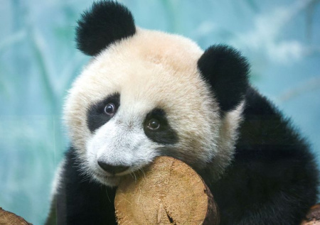 Панда Катюша в зоопарке Москвы: последние новости 2 января, фото, видео