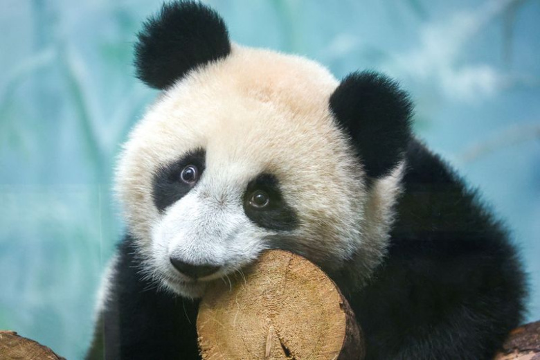 Панда Катюша