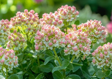 Забудьте про полив: эти цветы выживут без вас на даче целый месяц и зацветут ярким ковром