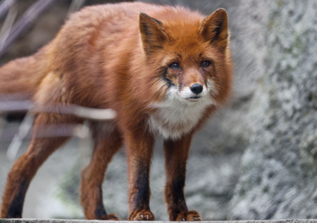 Лисий бум в Подмосковье привел к печальным последствиям для местных зайцев
