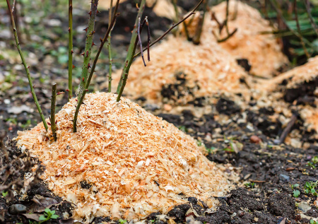 Опилки на даче: как превратить древесные отходы в золотую жилу для урожая