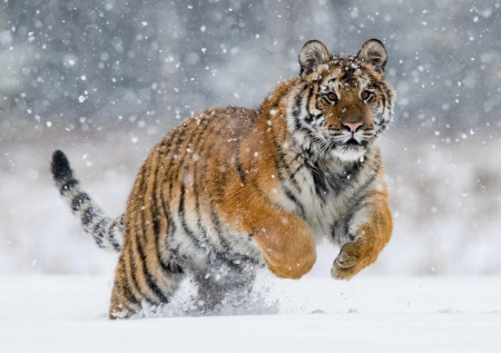 Россиянину может грозить штраф за фейковое видео с тигром
