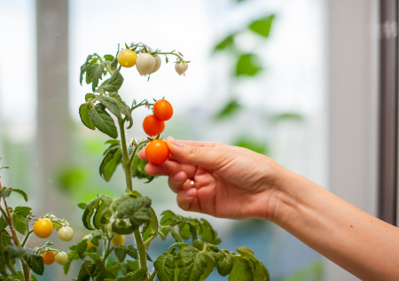 Томаты черри на подоконнике круглый год: как вырастить сладкий «грошик» без огорода