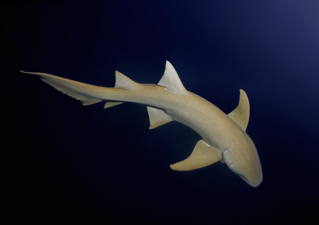 Пойманная у берегов Коста-Рики «золотая» акула-нянька озадачила ученых