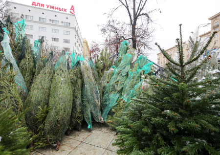 Московский зоопарк запустил акцию по сбору нераспроданных елей