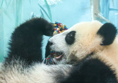 В Московском зоопарке раскрыли, как сильно выросла панда Катюша