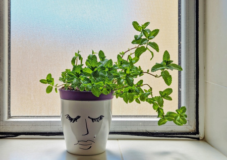 Делюсь секретом моего подоконника: пахнущий мятой свежестью и летом! Теперь мой чай и десерты всегда с яркой зеленью