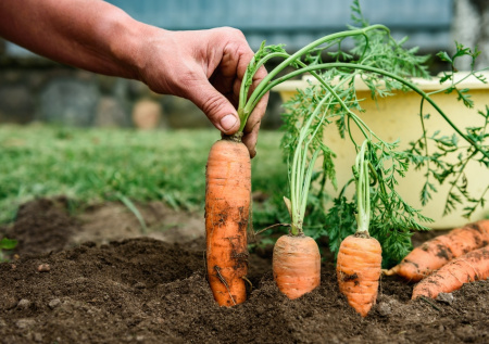 Секрет десяти килограммов с метра: морковь «Балтимор F1» — любимица дачников за сладость и выносливость