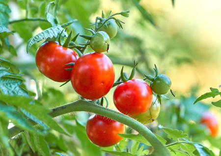 Вишенка на грядке: как вырастить самые сладкие помидорки черри, которые перезимуют на кухне