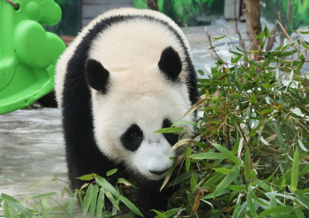 «Как раз по погоде»: панде Катюше подарили бамбуковые санки