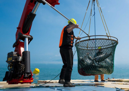 Российские рыбаки обновили рекорд по вылову минтая