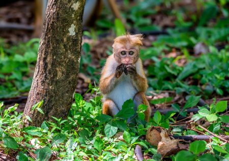 Россияне стали жертвами дерзкого ограбления макаки
