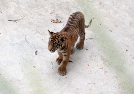 «Не дождавшись матери»: супружеская пара спасла умирающего тигренка-сироту