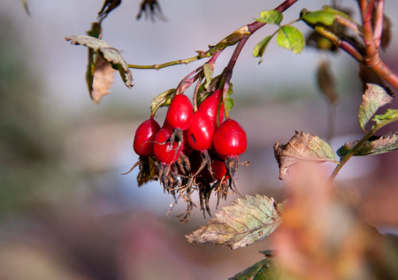 Два вида «народных» ягод возьмут под контроль в России
