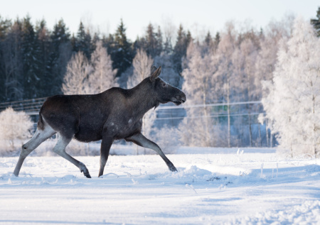 Лось заблокировал проезд автомобилистам в Пензенской области и попал в кадр