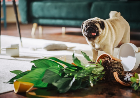 Ученые создали точную формулу расчета возраста собаки в человеческих годах