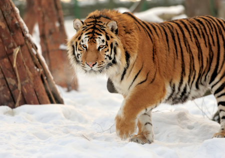 Убившего лошадь тигра поймали в Приморье
