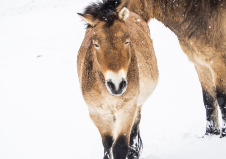 В Чернобыльской зоне засняли единственную по-настоящему дикую лошадь