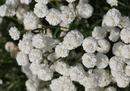 Пышно цветет все лето без единой подкормки, довольствуясь только дождевой водой: чудо-многолетник