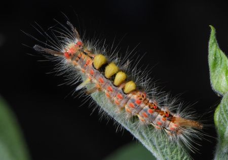 Волосатая гусеница испортила россиянке отдых своим укусом