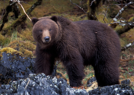 Мужчина выселил наглого медведя из своего подвала с помощью краски
