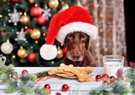 Кинолог озвучил план восстановления для собаки после праздничного стресса