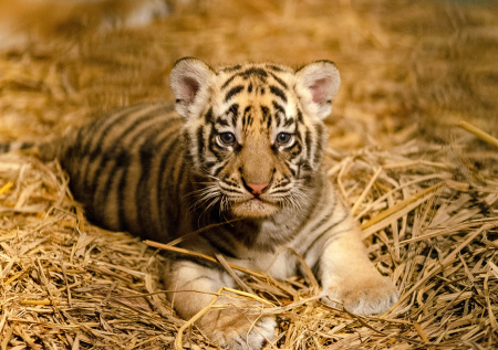 Браконьеры в российском регионе сделали сиротами двух тигрят