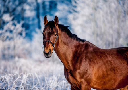 В Сосновом Бору домашняя собака набросилась на лошадь
