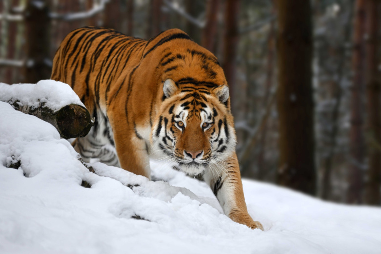 Амурский тигр