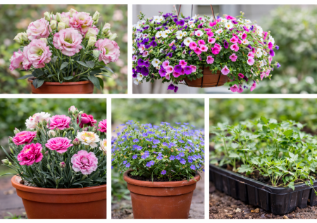 5 растений, которые стоит посеять на рассаду уже в январе: красивейшие однолетники