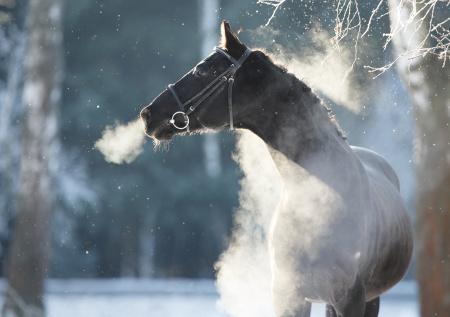 Лошадь на огромной скорости протащила выпавшего из саней ребенка по снегу