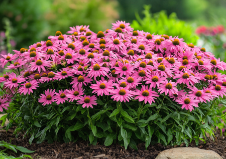 Не боится ни жары, ни ливней: этот многолетник зацветет даже в самое холодное и дождливое лето