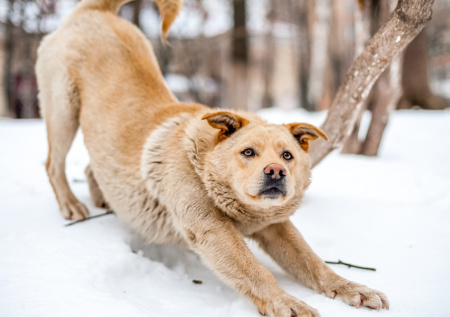 Три человека пострадали от бродячих псов в российском поселке