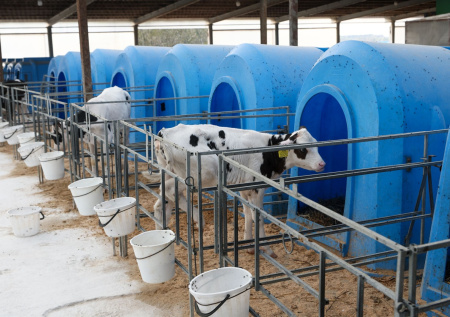 Подростка взяли в рабство ради адского труда на молочной ферме