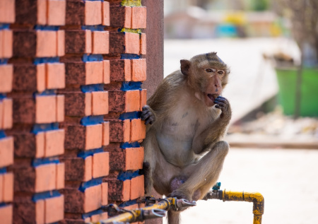 Жителей Сент-Луиса попросили держать ухо востро из-за неуловимых обезьян