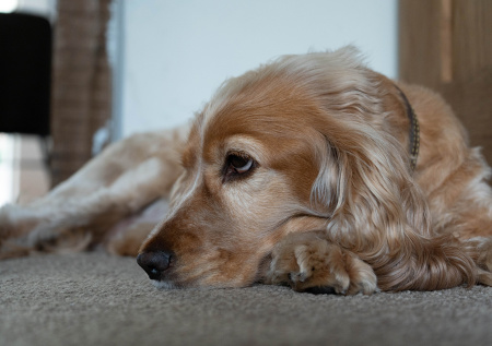 Чиновница выкинула собак на мороз и поплатилась за это карьерой