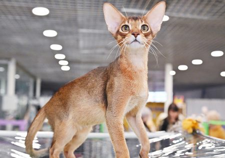 Питомец из России стал триумфатором рейтинга Всемирной федерации кошек