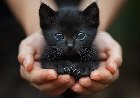 Жительница Кузбасса подкинула котенка в местную ветклинику