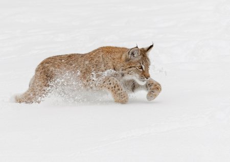 Рысь ела снег: девочка чуть не лишилась жизни после поездки в лагерь