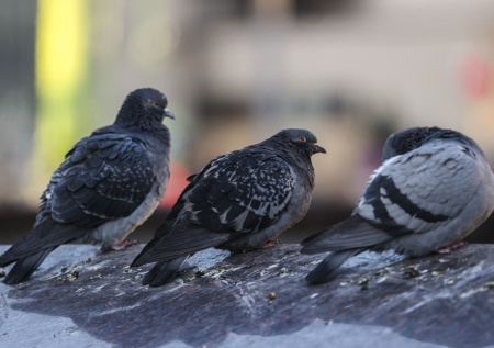 Ученые сделали важное открытие о самосознании голубей