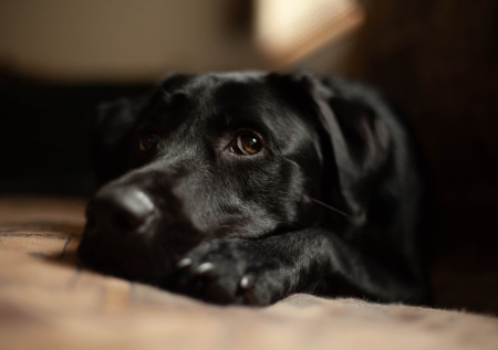 Молодая пара в последний момент отменила свадьбу, чтобы спасти любимого пса