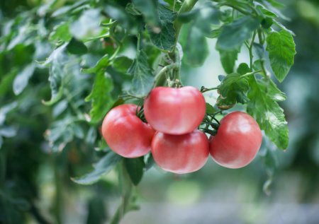 «Сибирский пируэт» — ваш идеальный томат: ранний урожай без лишних хлопот на даче!